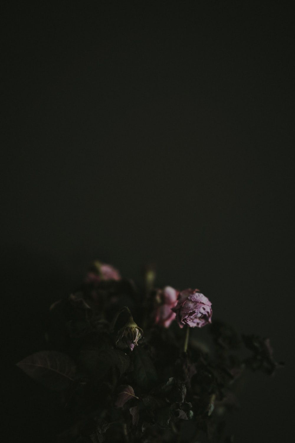 Fiori appassiti rosa scuri, 1000x1499 Full HD Verticale, iPhone