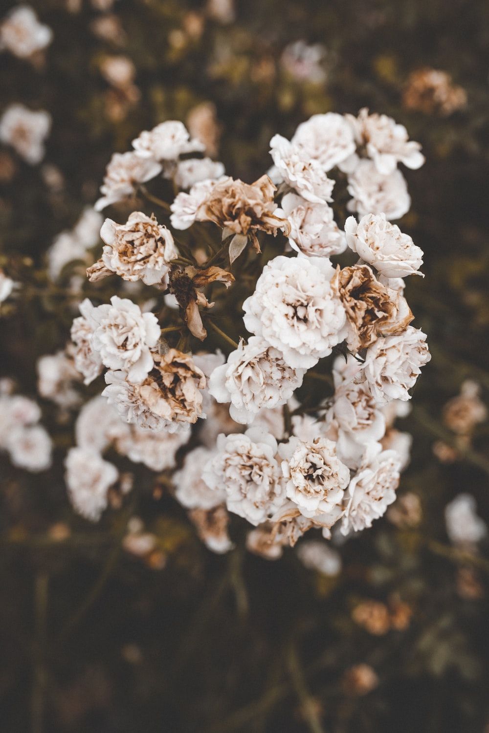 Fiori bianchi appassiti, 1000x1500 Verticale, Telefono
