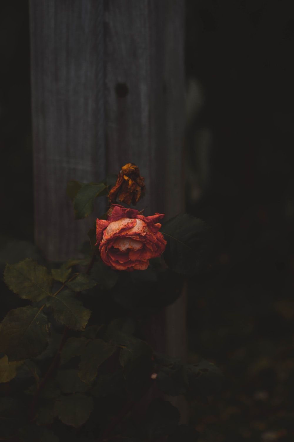 Rosa appassita rossa scura, 1000x1500 Verticale, OnePlus