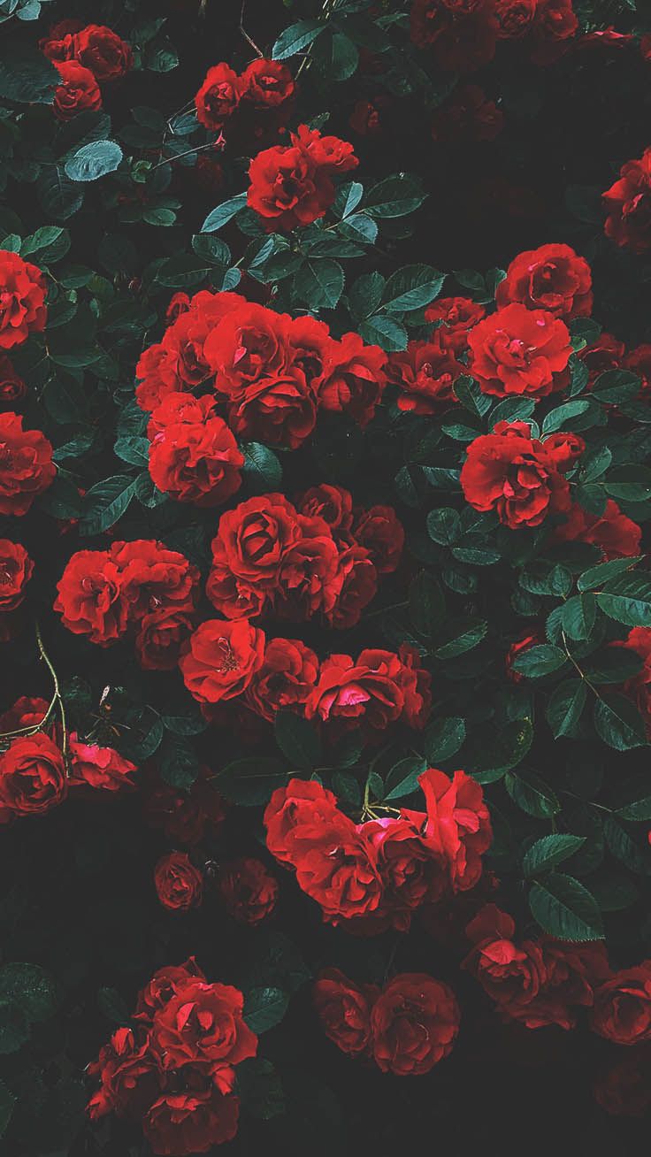 Rose rosse su sfondo scuro, 736x1308 Full HD Verticale, Smartphone