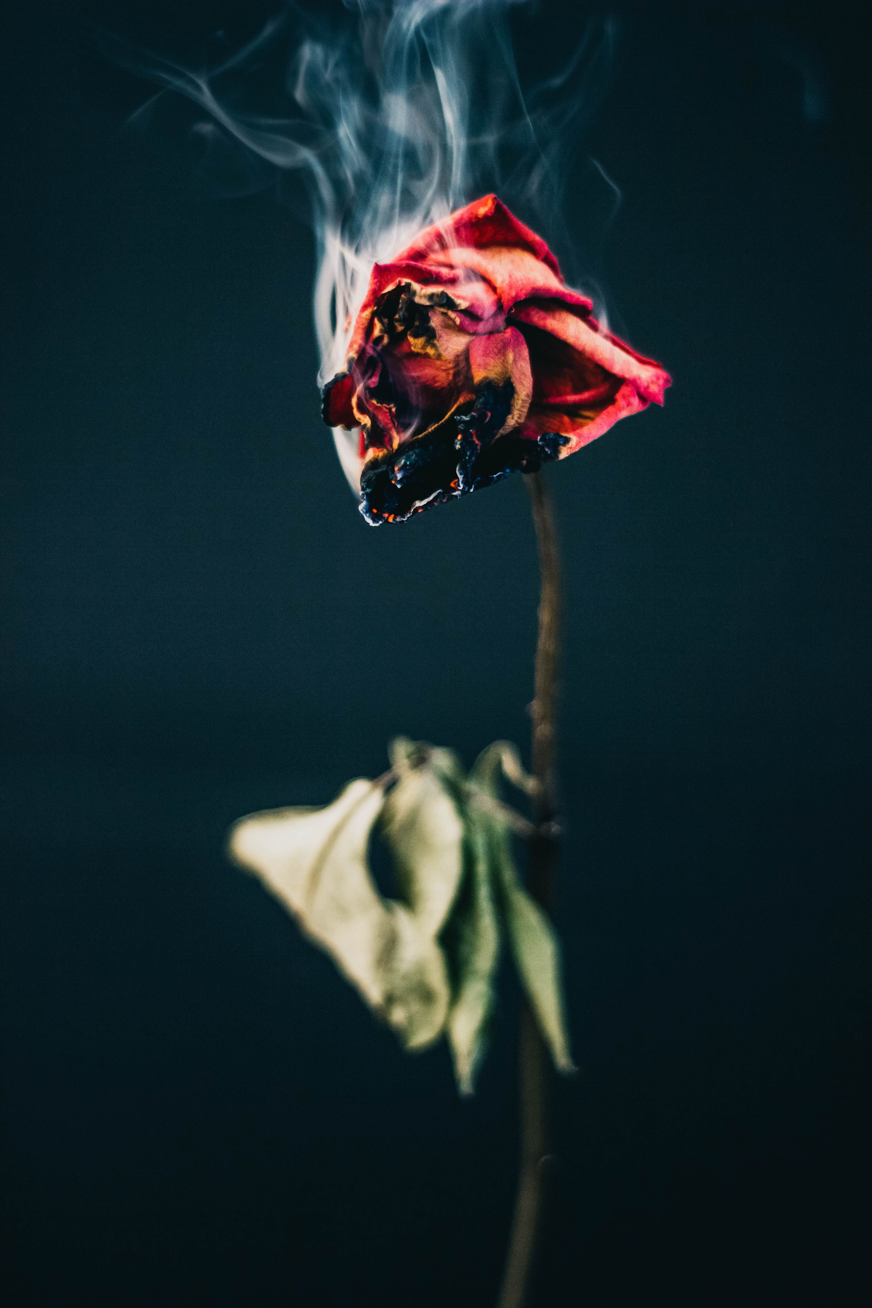 Rosa appassita con fumo, 3456x5184 Verticale, Mobile