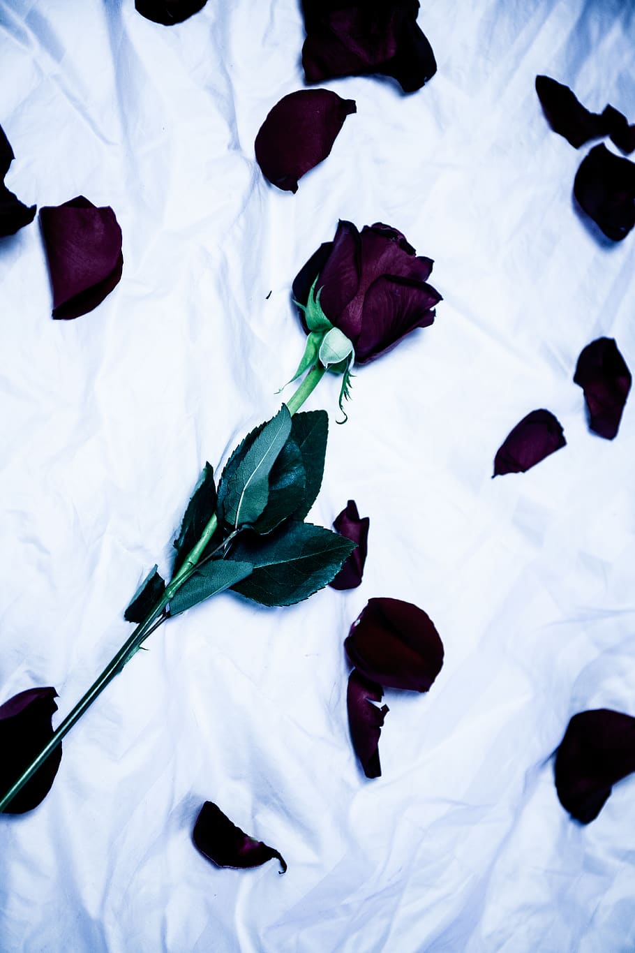 Rosa scura e petali sparsi, 910x1365 Verticale, Telefono