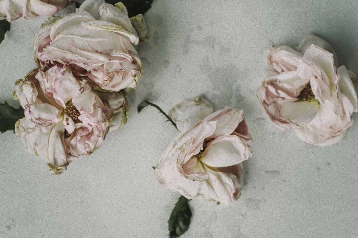 Rose appassite rosa pallido, 1200x798 HD, PC