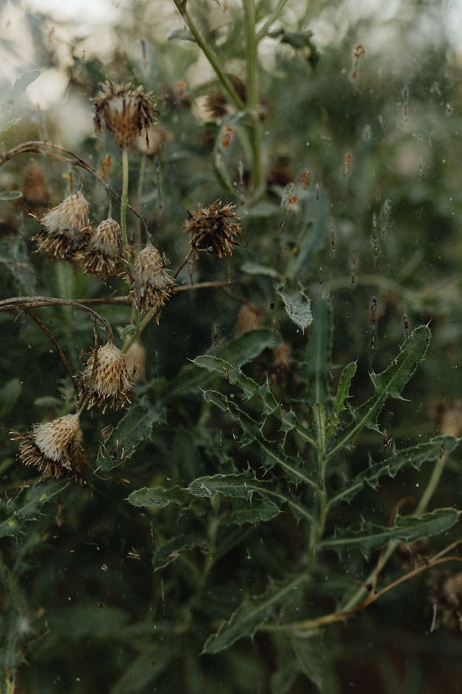 Cardi appassiti in giardino, 910x1365 Full HD Verticale, Smartphone