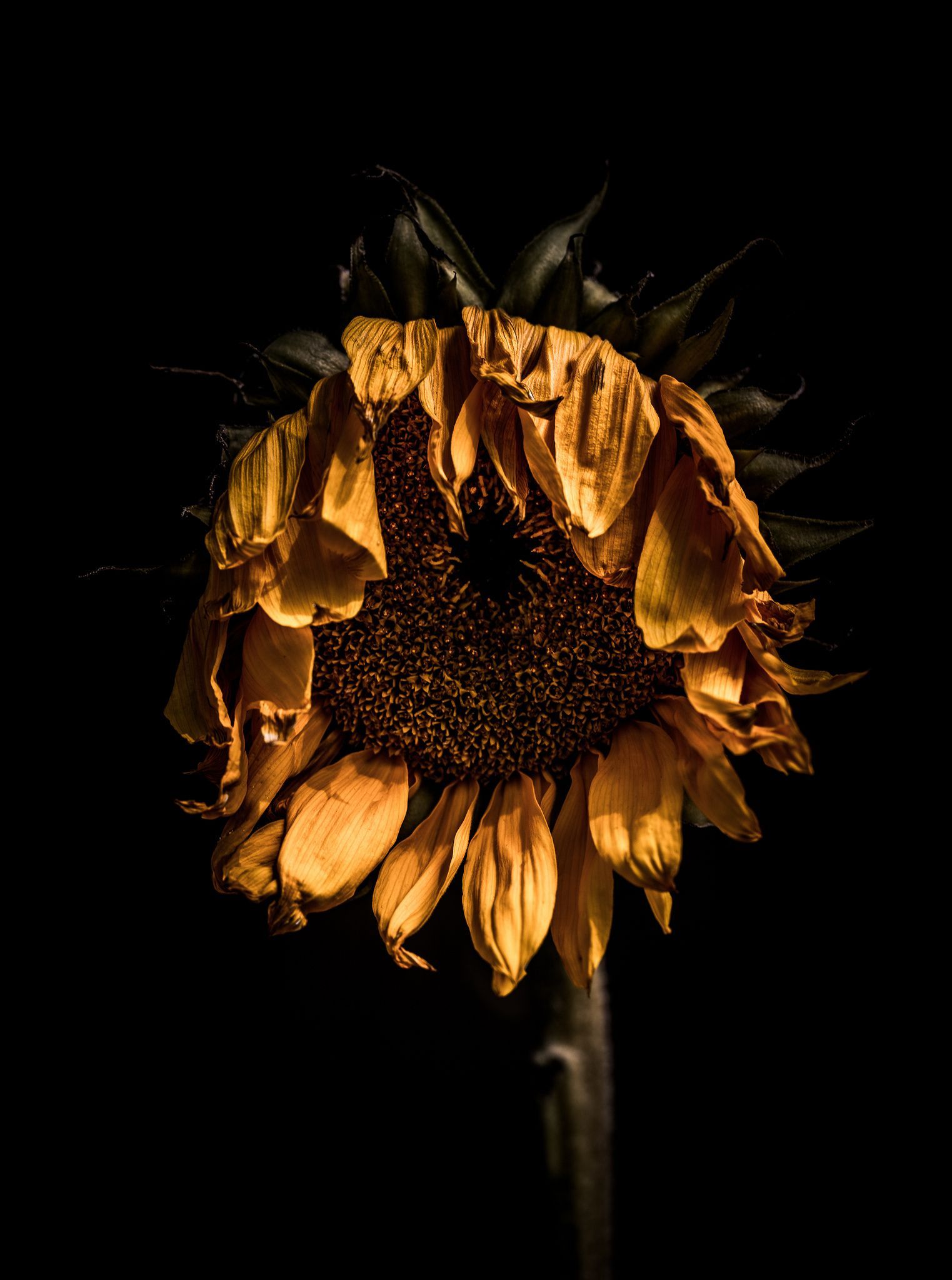 Girasole appassito su sfondo nero, 1523x2048 Verticale, Mobile