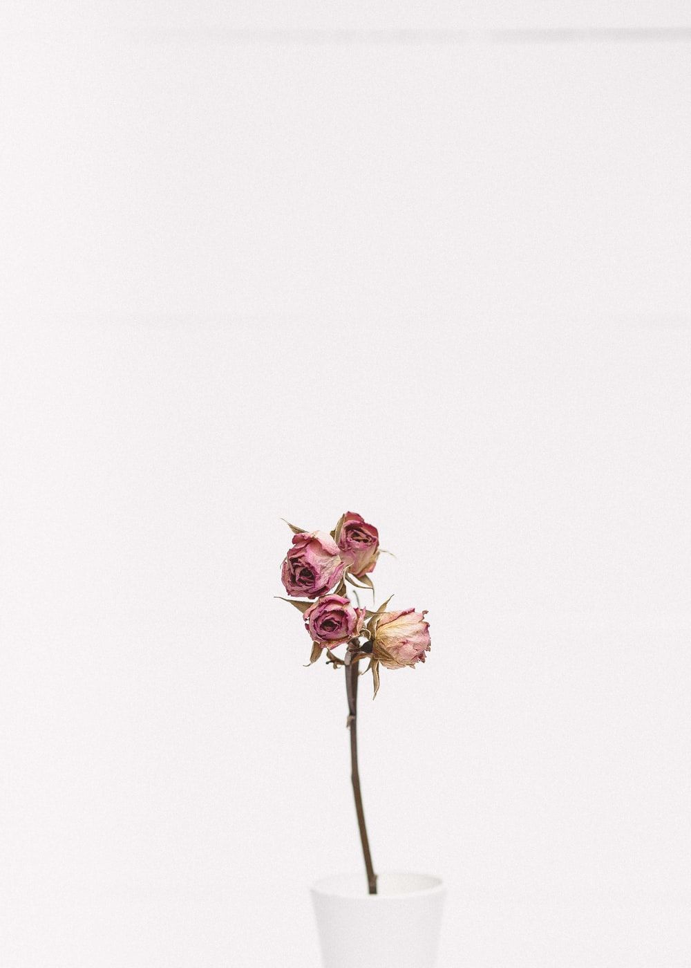 Rose appassite in vaso bianco, 1000x1400 Full HD Verticale, Smartphone