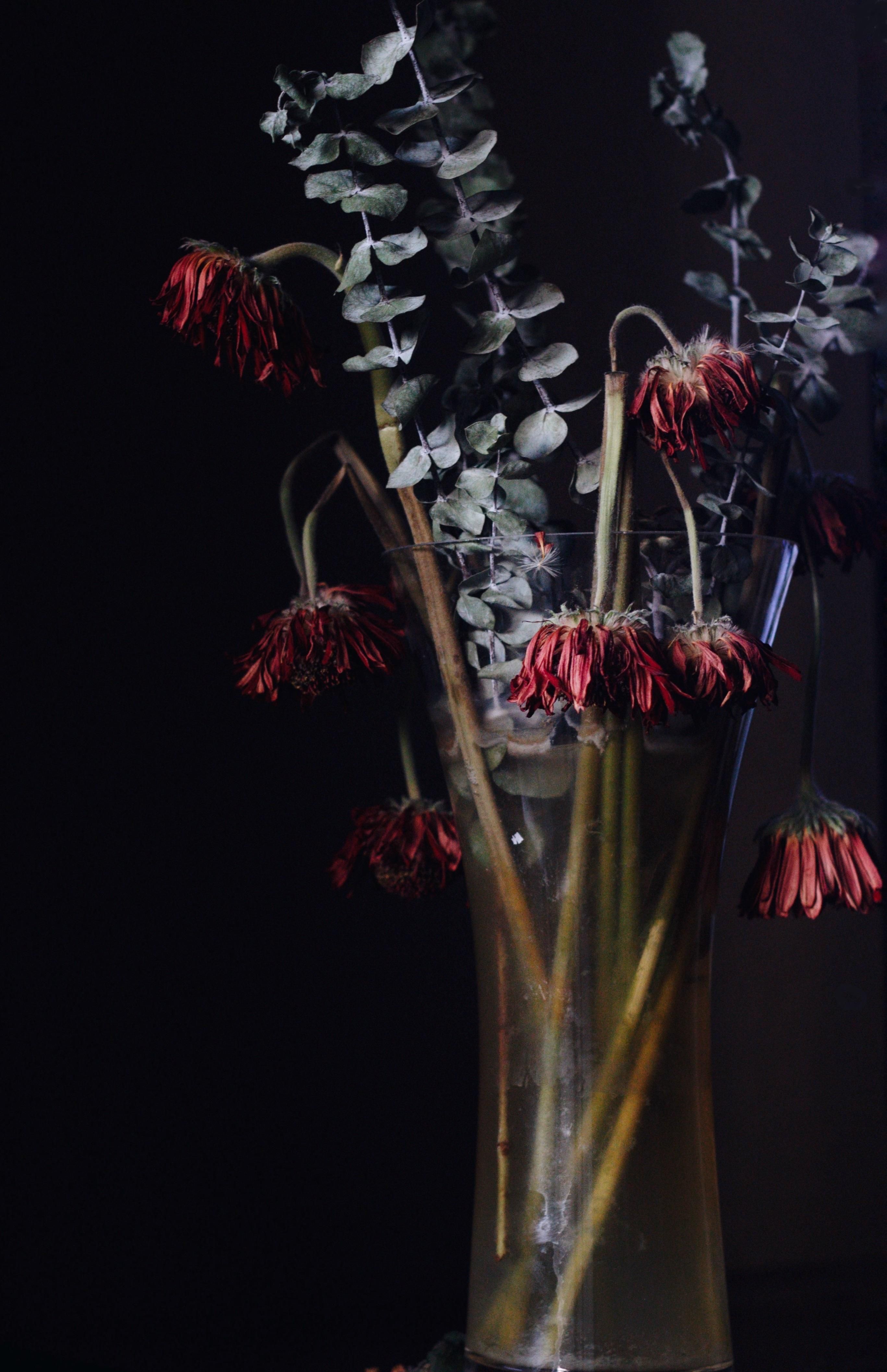 Fiori rossi appassiti in vaso, 2734x4228 Full HD Verticale, Smartphone