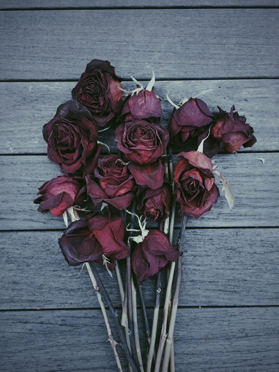 Rose appassite bordeaux su legno, 959x1280 Full HD Verticale, Samsung Galaxy