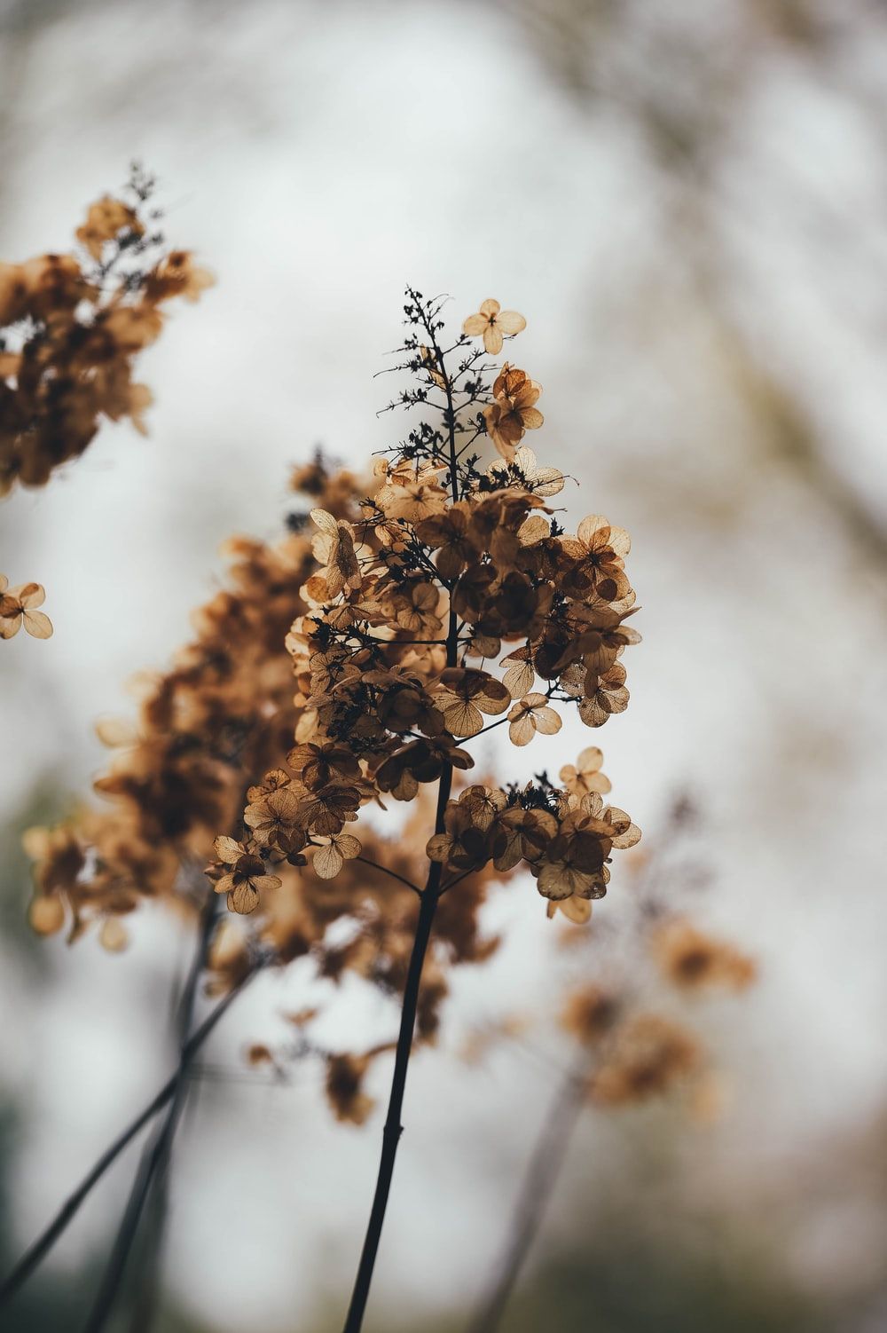Teschio con fiori e farfalle, 1280x720 HD, Desktop