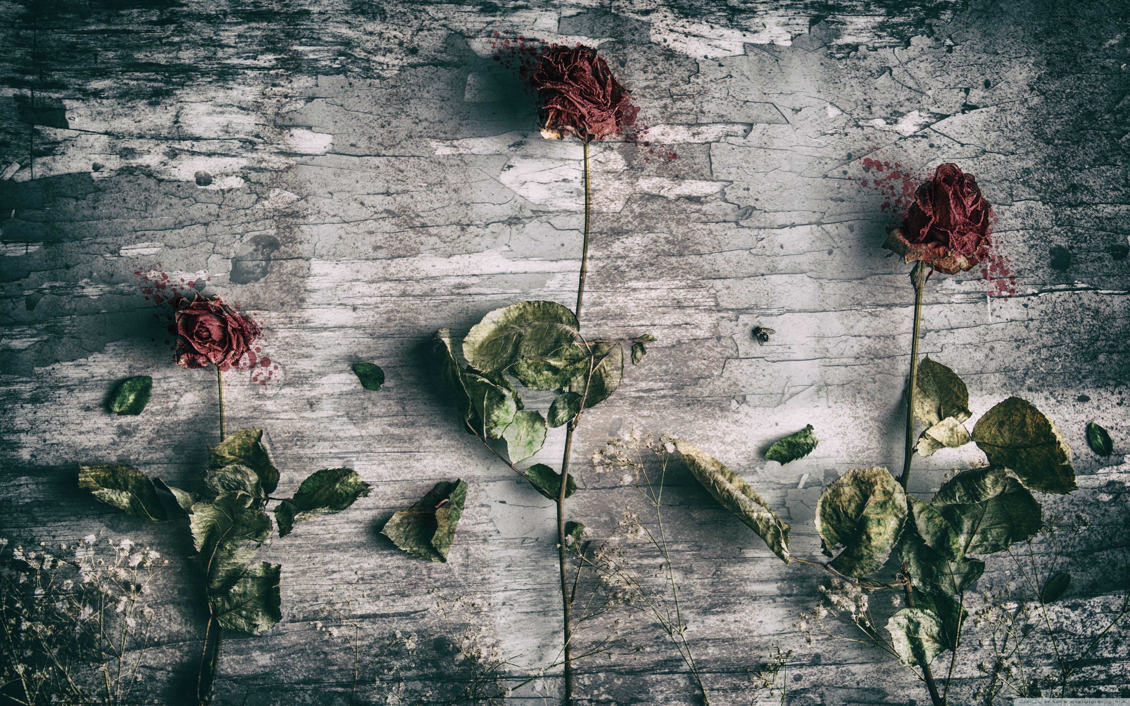 Rose appassite su legno, 3840x2400 4K Ultra HD, Monitor 4K