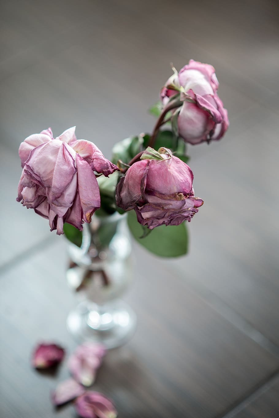 Rose rosa appassite in vaso, 910x1363 Full HD Verticale, Google Pixel