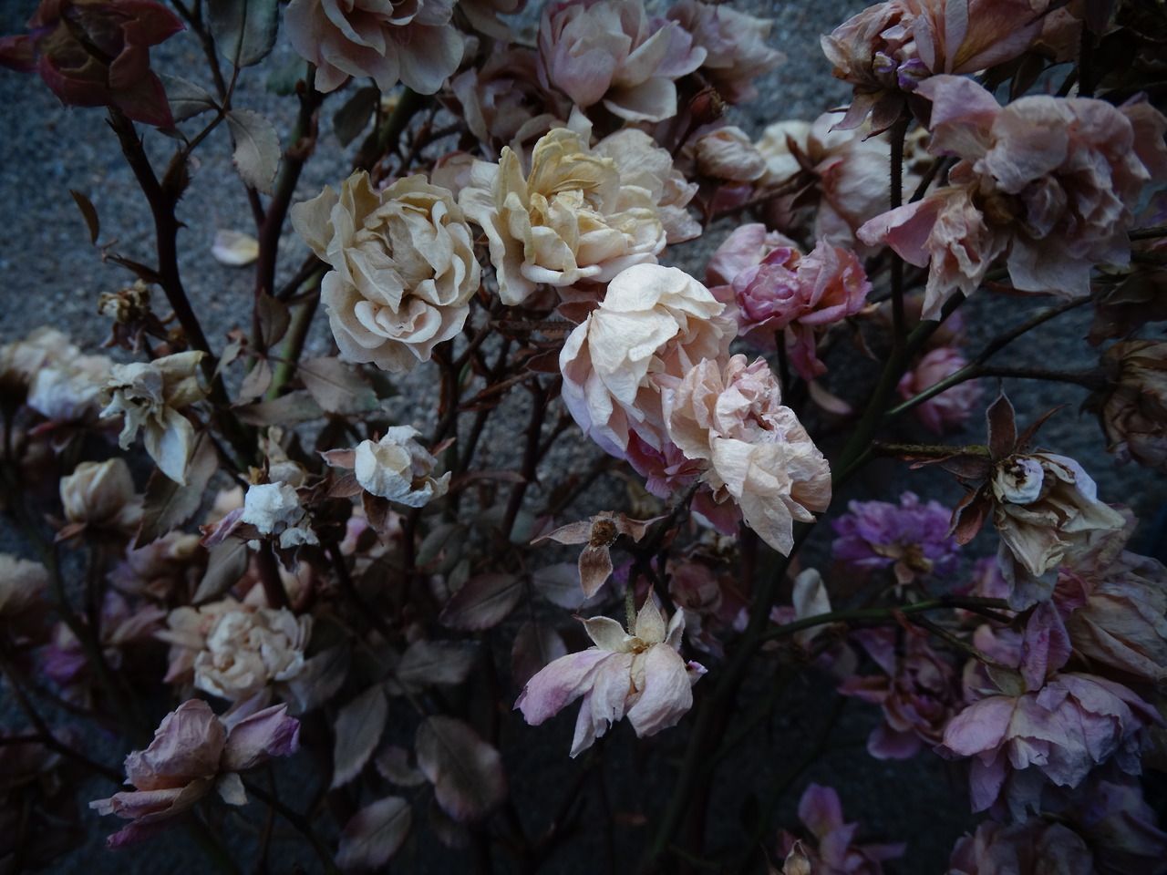 Teschi con fiori tropicali, 3028x1872 2K+, PC