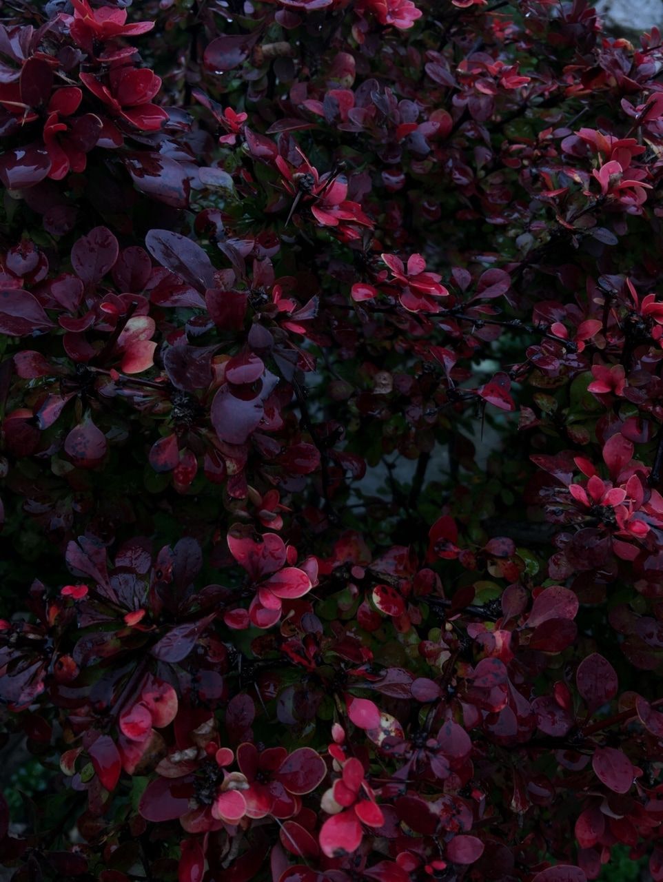 Fiori secchi Roxanne's, 3500x1750 2K, PC