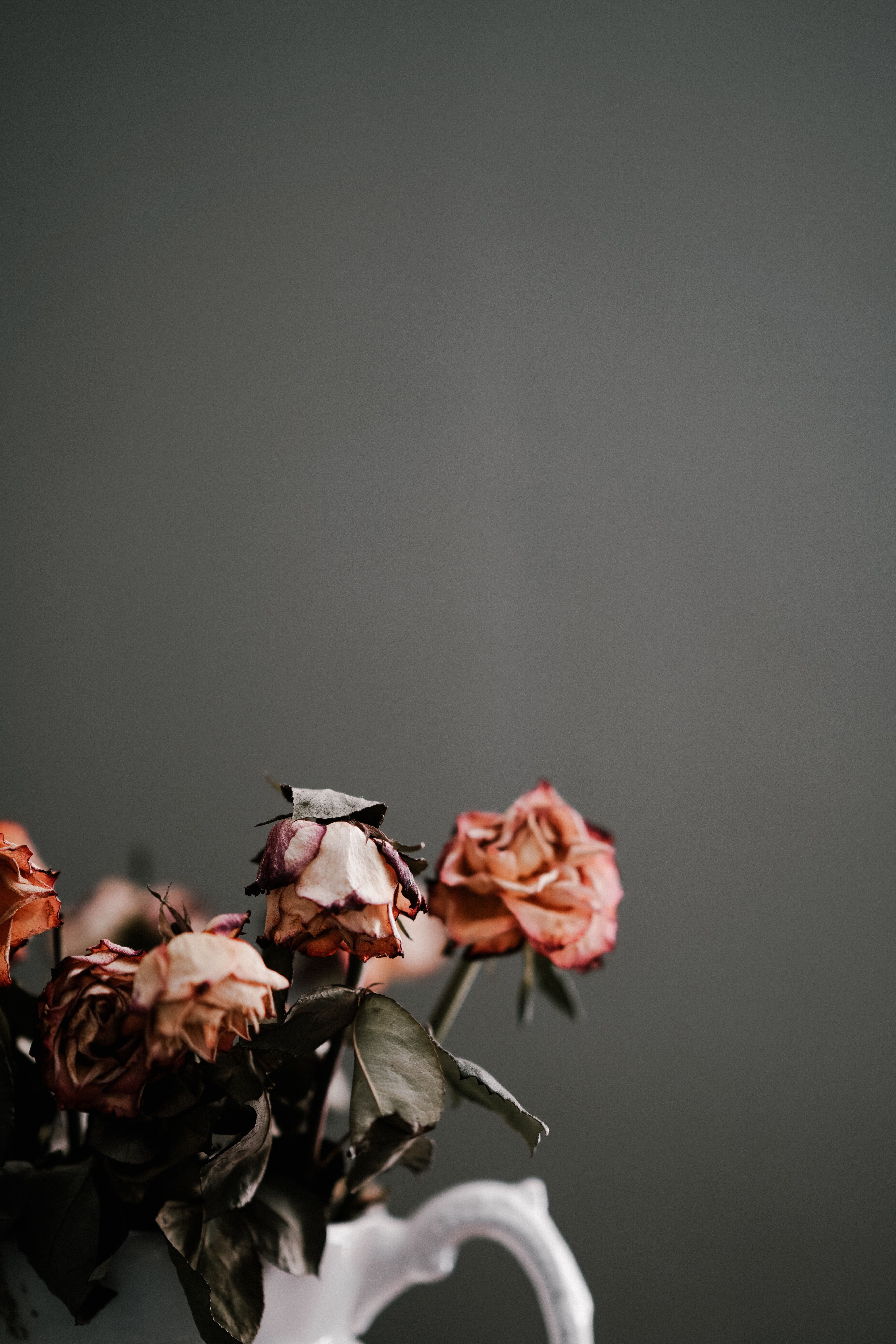 Rose appassite in vaso, 5304x7952 Verticale, Mobile