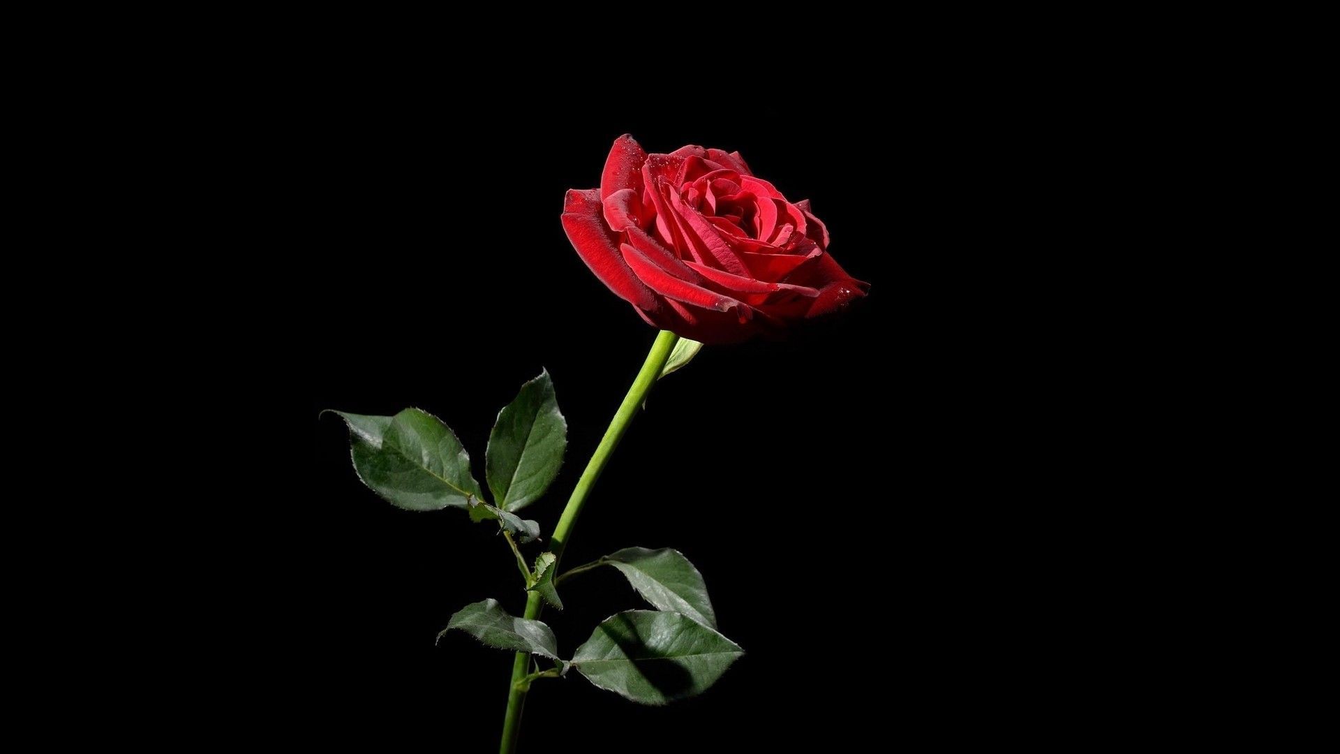 Leone rosa testo religioso nero, 1920x1080 Full HD, PC Desktop