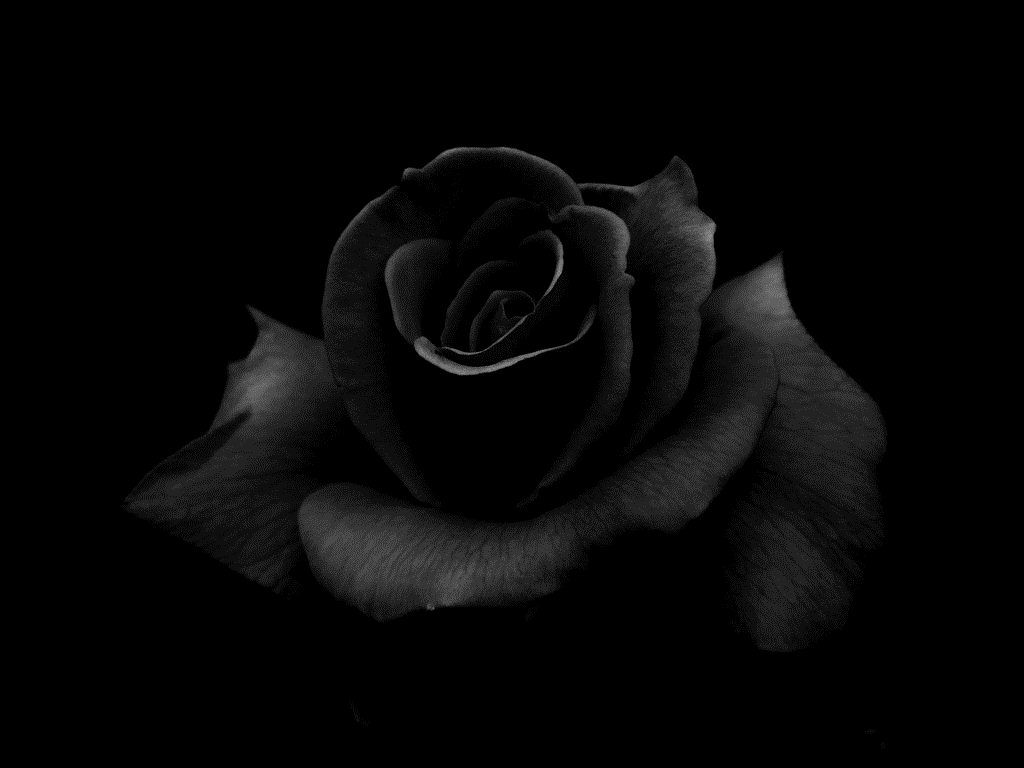 Rosa nera su sfondo scuro, 1024x768 HD, Desktop