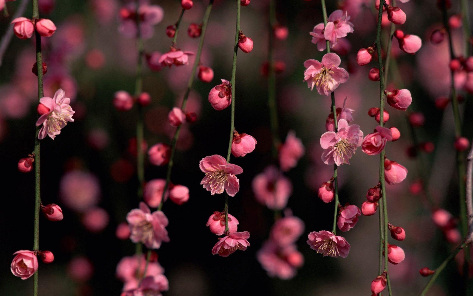 Fiori di pesco rosa pendenti, 1920x1200 Full HD+ WUXGA, PC Desktop