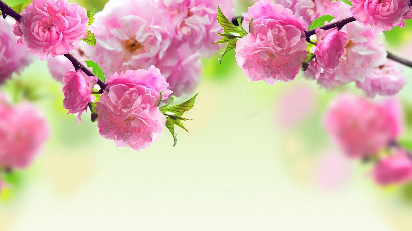 Fiori rosa primaverili sfocati, 1600x900 HD, Monitor Gaming