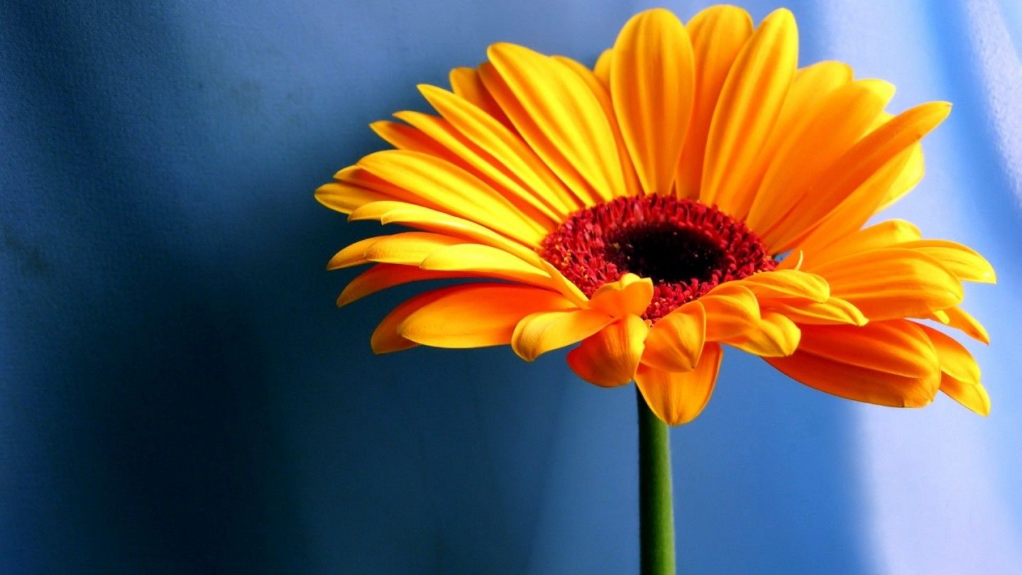 Gerbera arancione su sfondo blu, 1440x810 720p, Monitor Gaming