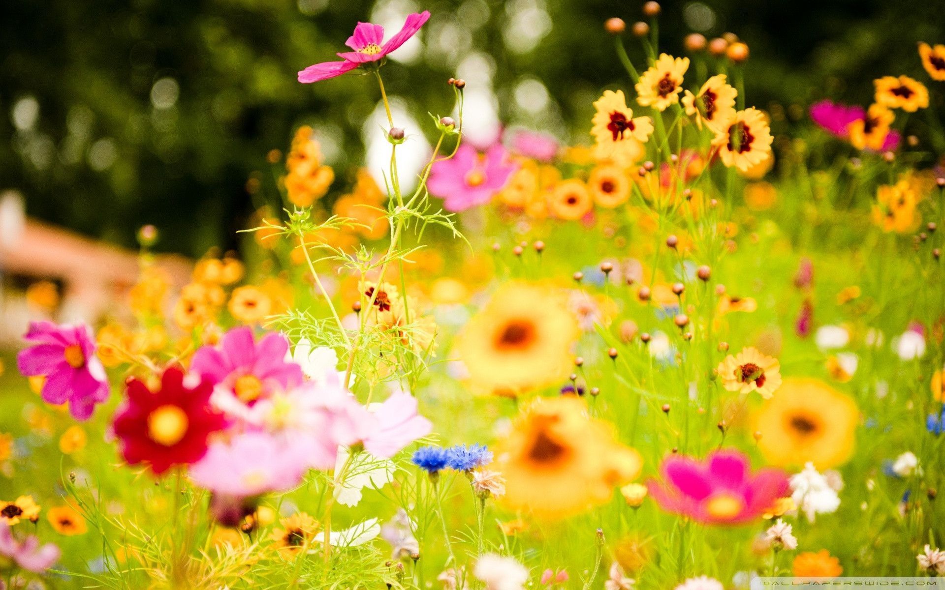 Prato con fiori colorati estivi, 1920x1200 Full HD+, Desktop