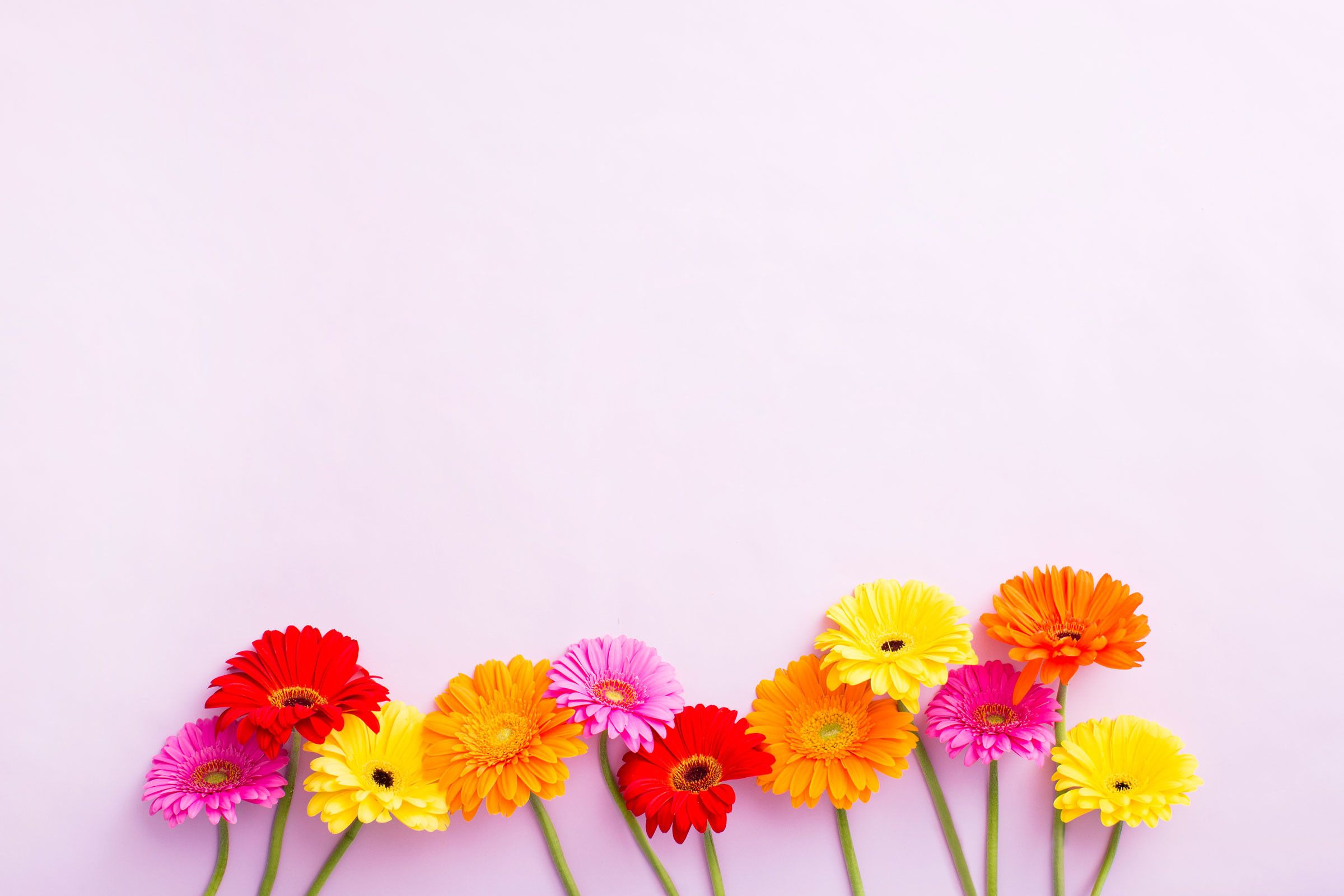 Fiori gerbera colorati sfondo rosa, 2400x1600 2K, Monitor Gaming