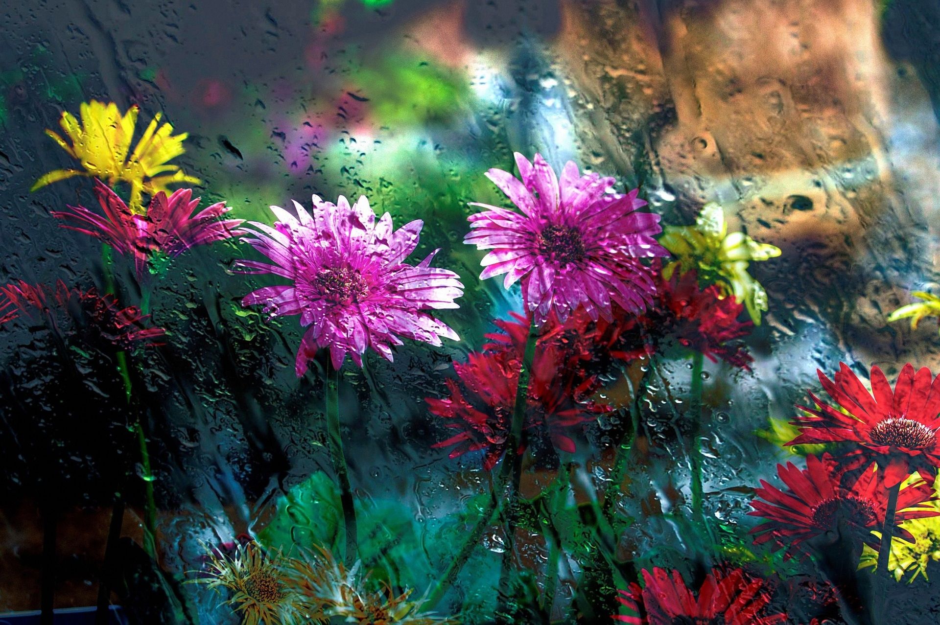 Fiori colorati dietro vetro bagnato, 1920x1277 WUXGA, Monitor Gaming
