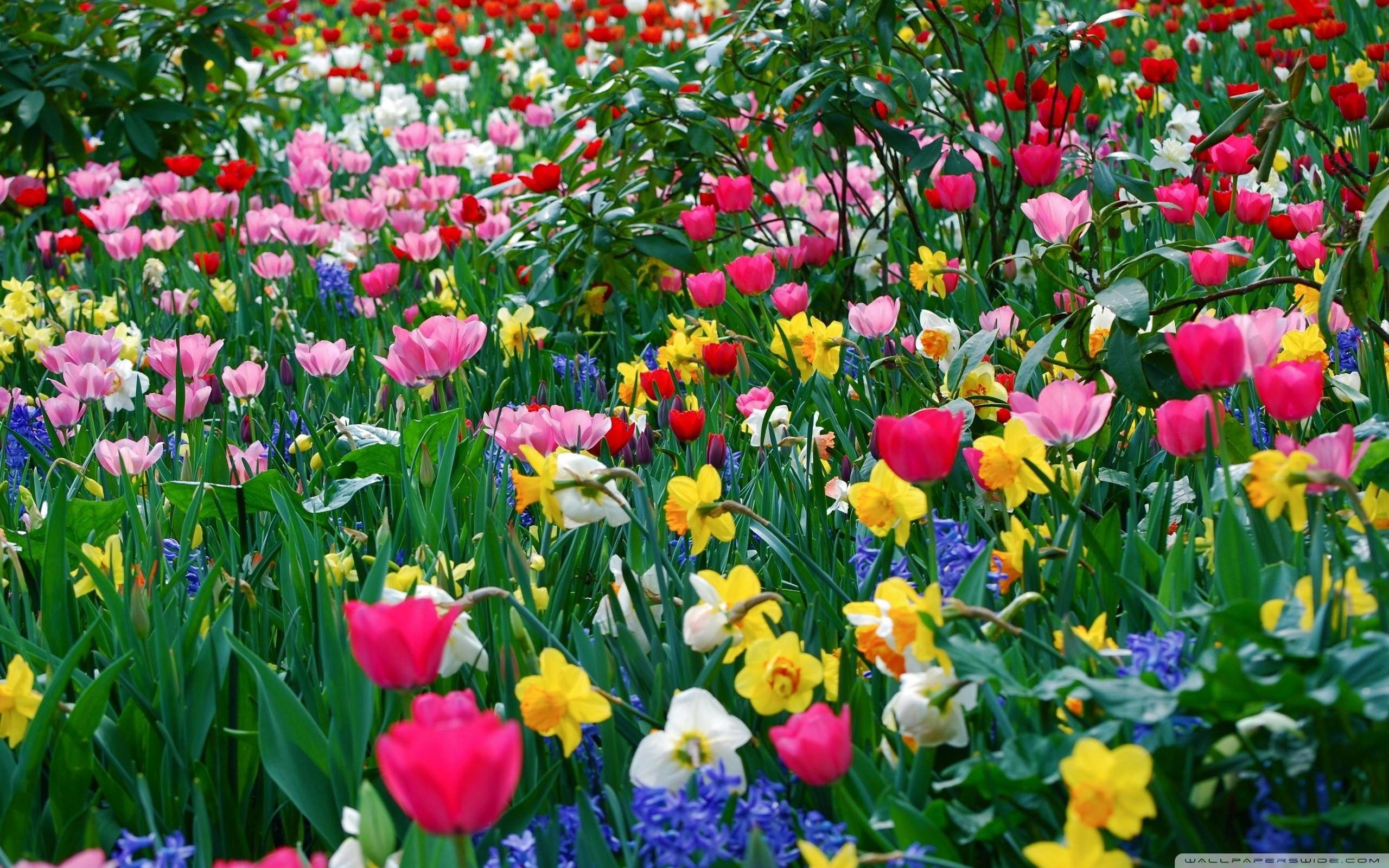 Campo di tulipani colorati, 2560x1600 2K, PC Desktop