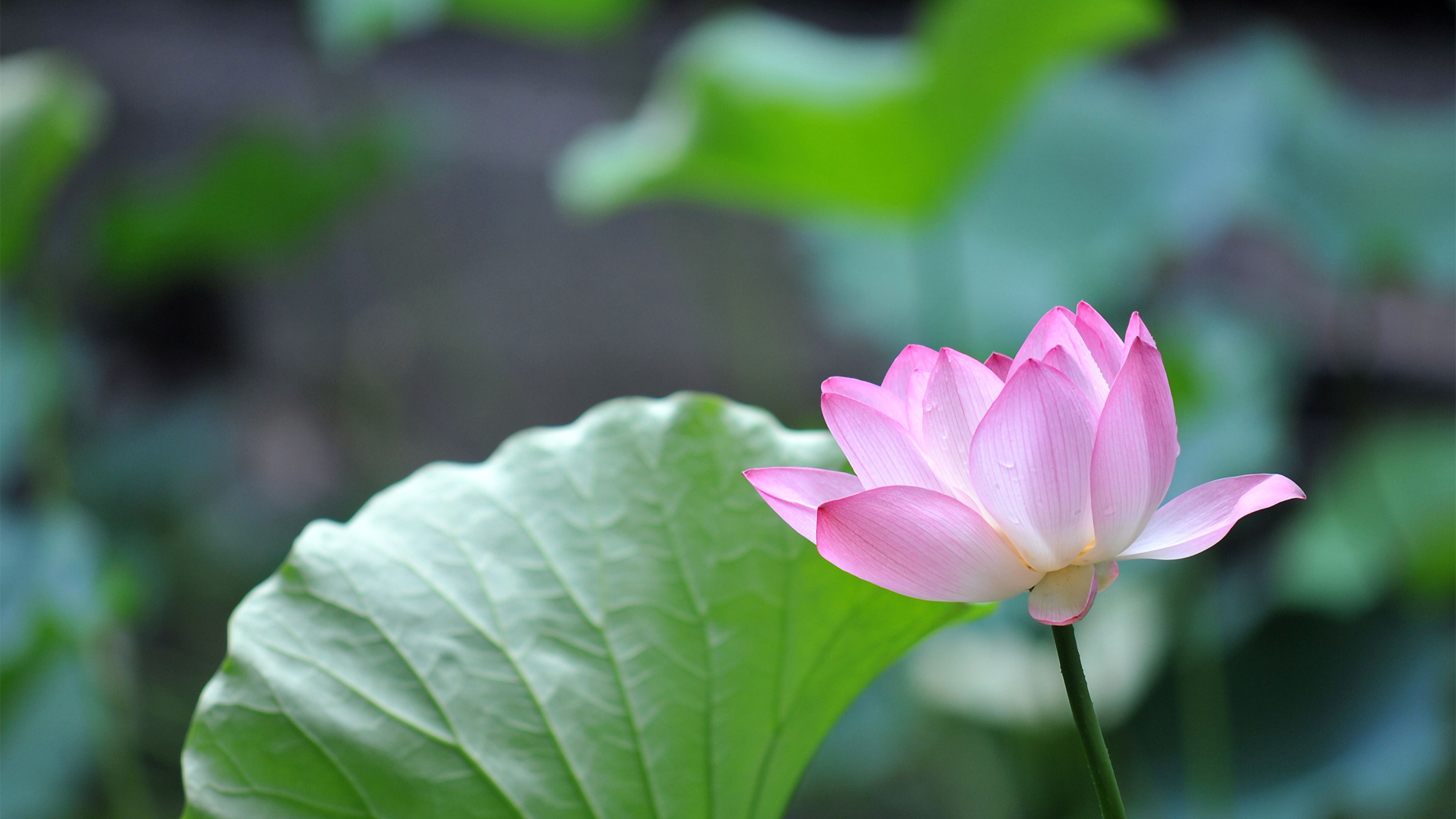 Fiore di loto rosa, 3840x2160 Ultra HD, PC