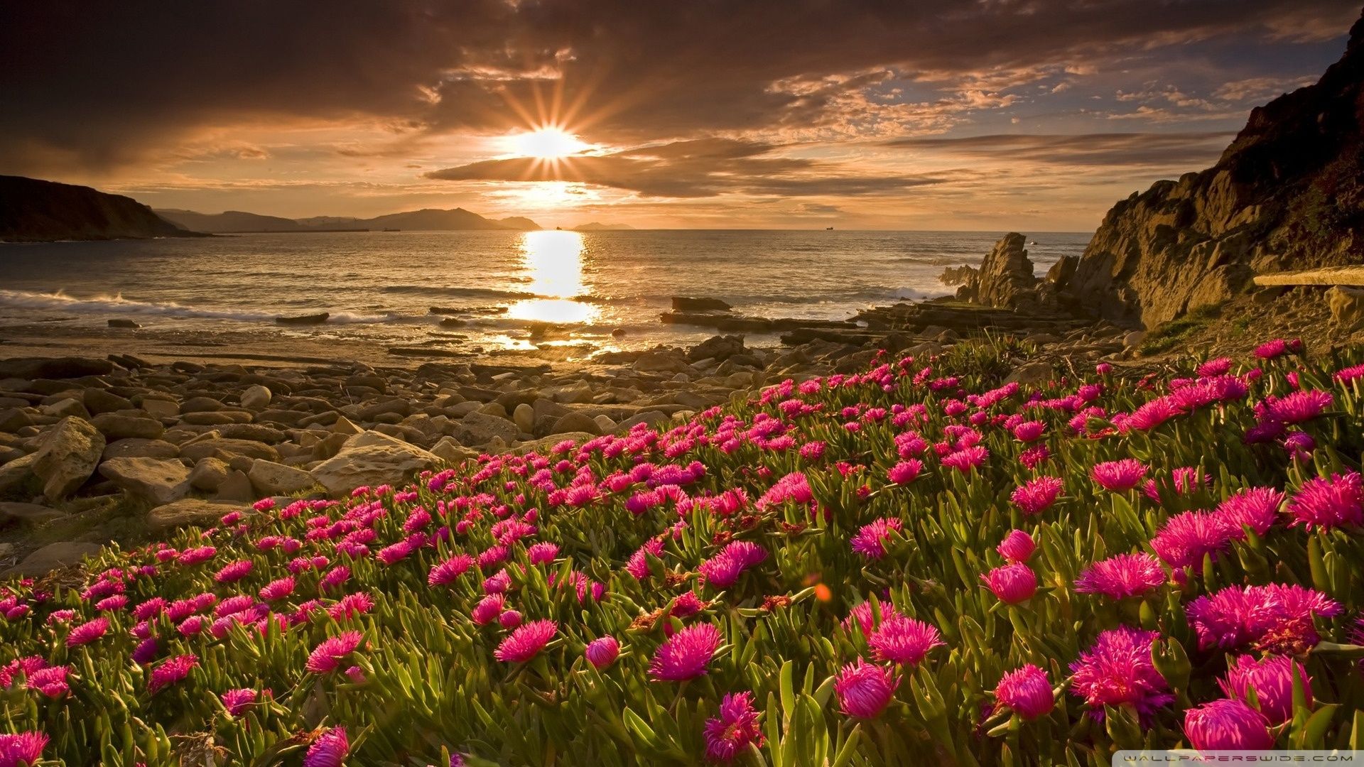 Fiori rosa spiaggia tramonto, 1920x1080 Full HD, PC Desktop