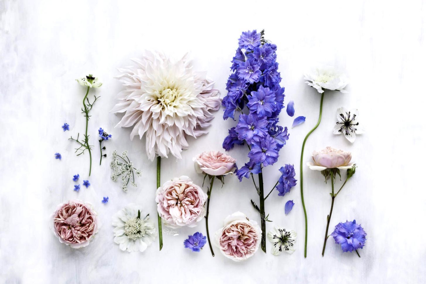 Fiori bianchi e viola disposti, 1456x969 HD, PC Desktop