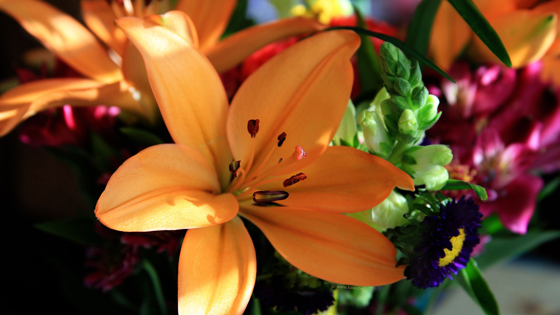Fiori arancioni e colorati, 1920x1080 1080p, Monitor Gaming