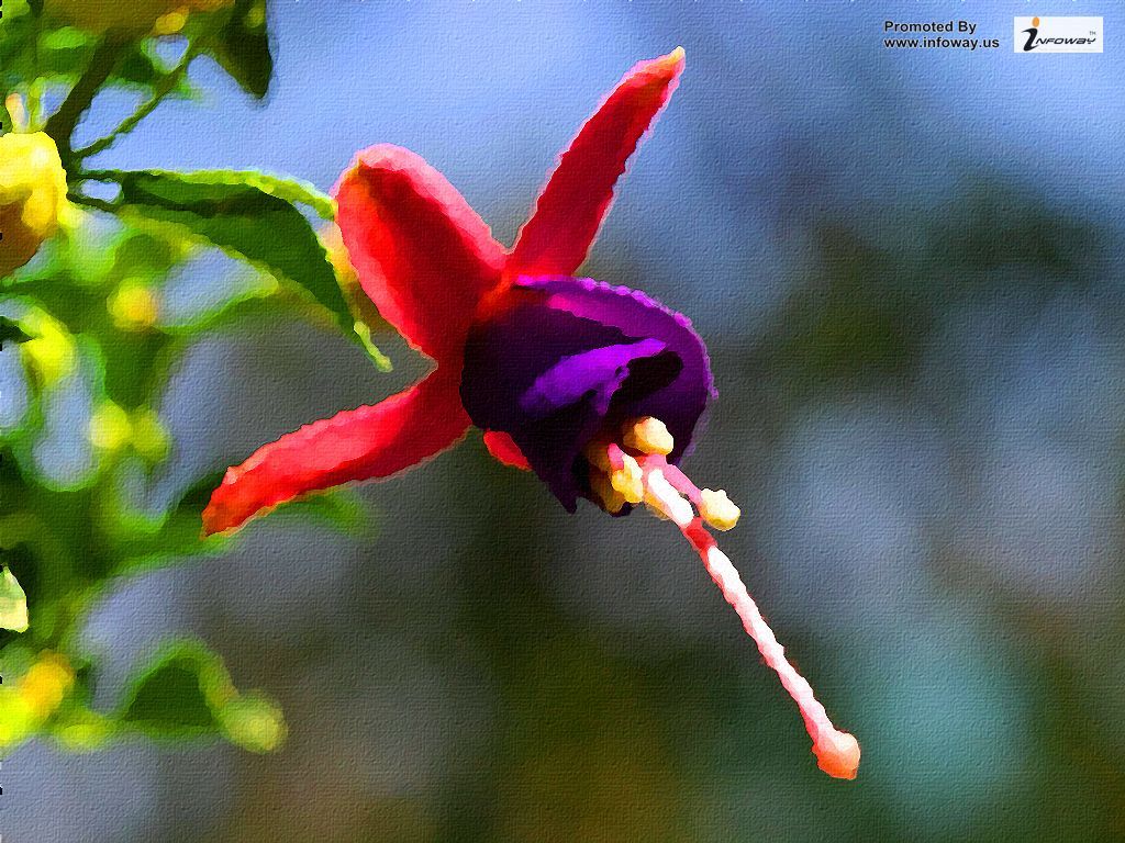 Fiore di fucsia rosso e viola, 1024x768 HD, PC Desktop