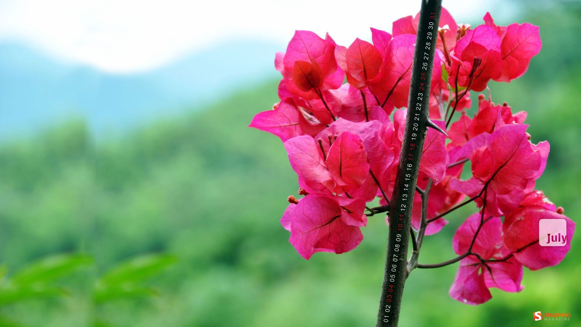 Fiori rosa bouganville ramo, 1920x1080 Full HD 1080p, PC