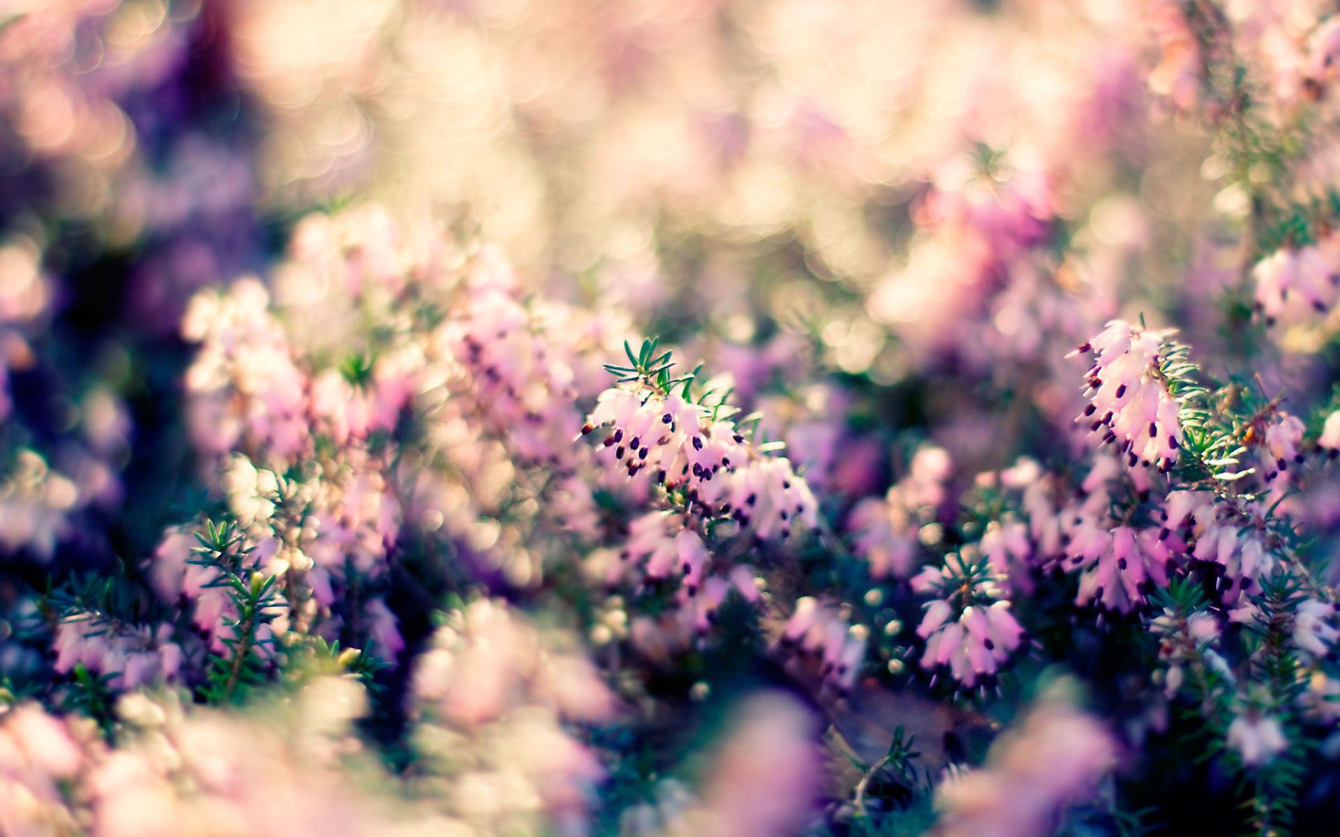 Fiori di erica rosa, 1920x1200 Full HD+, Desktop