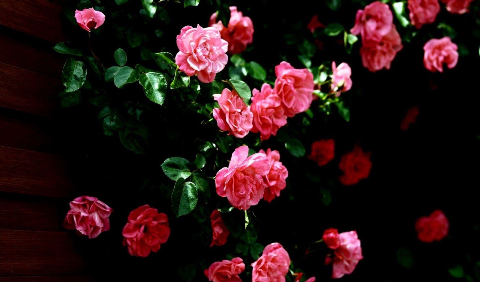 Rose rosa su sfondo scuro, 1600x940 HD, PC