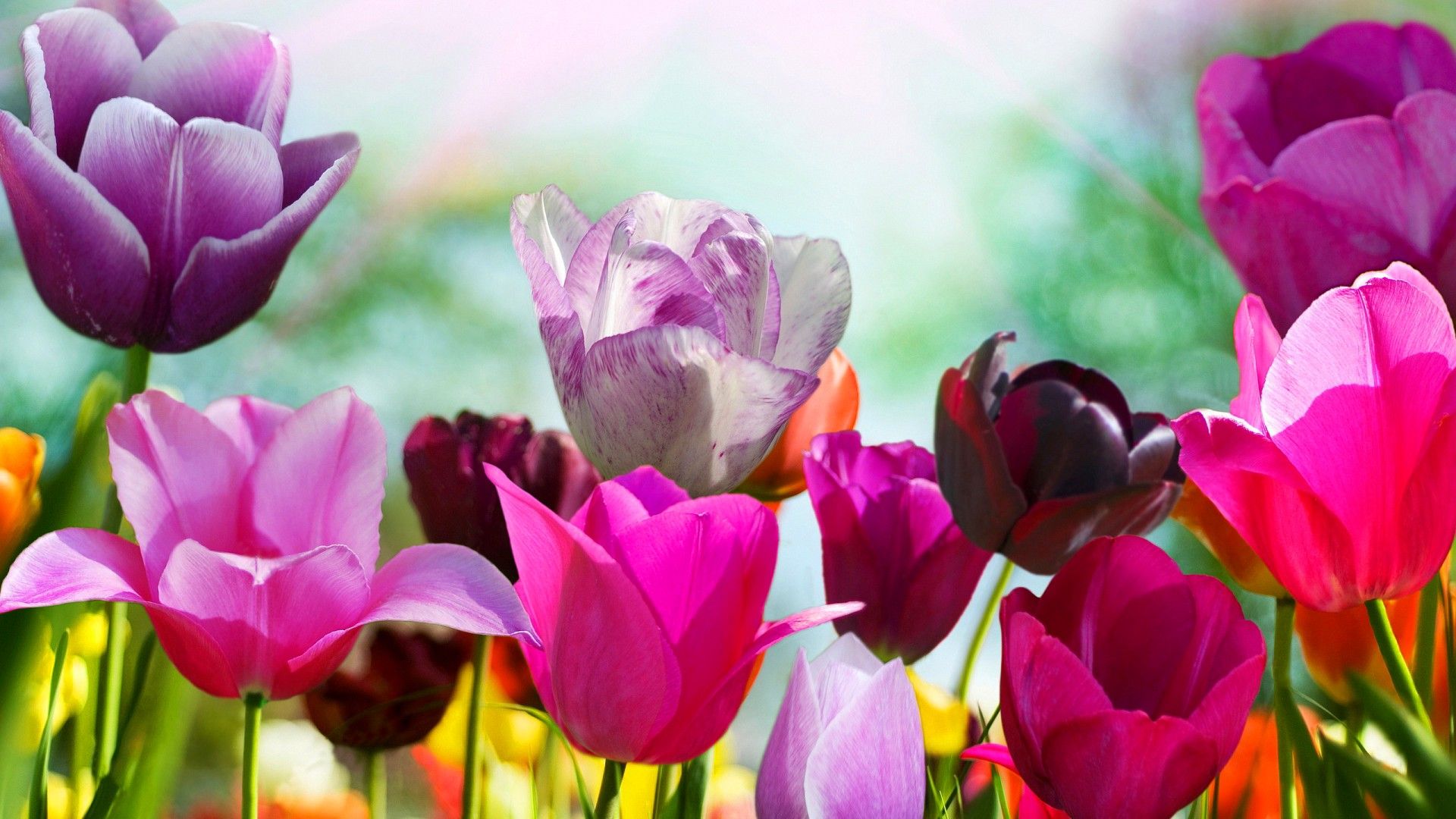 Tulipani colorati primaverili, 1920x1080 Full HD, PC