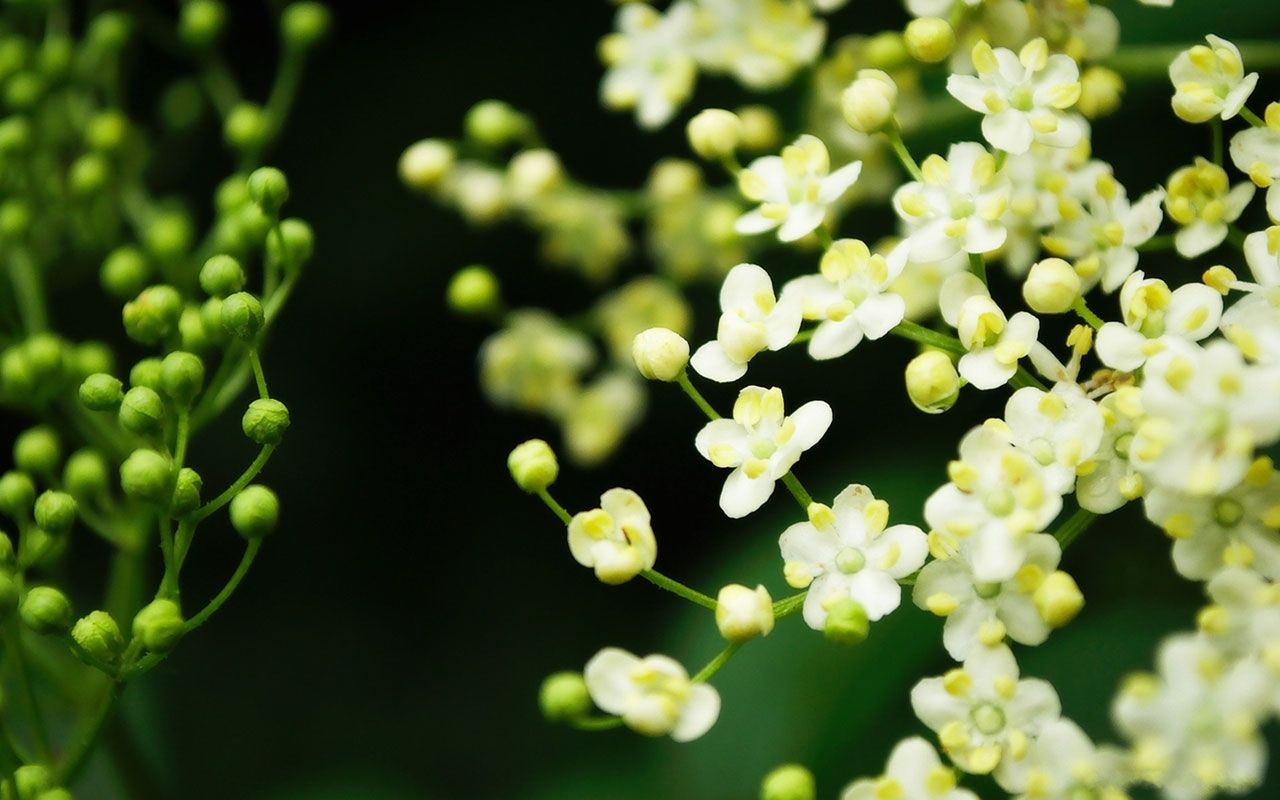 Piccoli fiori bianchi verdi, 1280x800 720p, Monitor Gaming