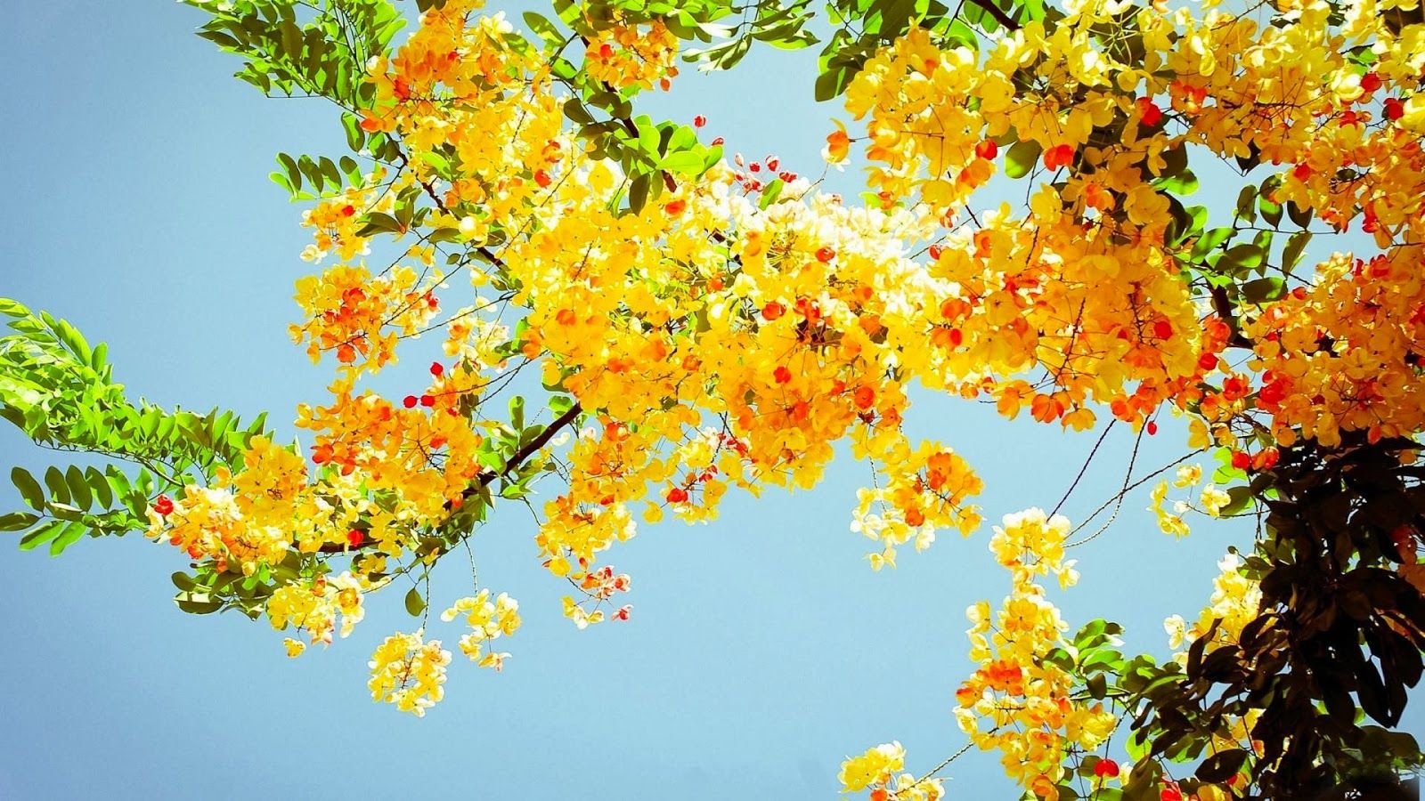 Fiori gialli arancioni su ramo, 1600x900 900p, PC