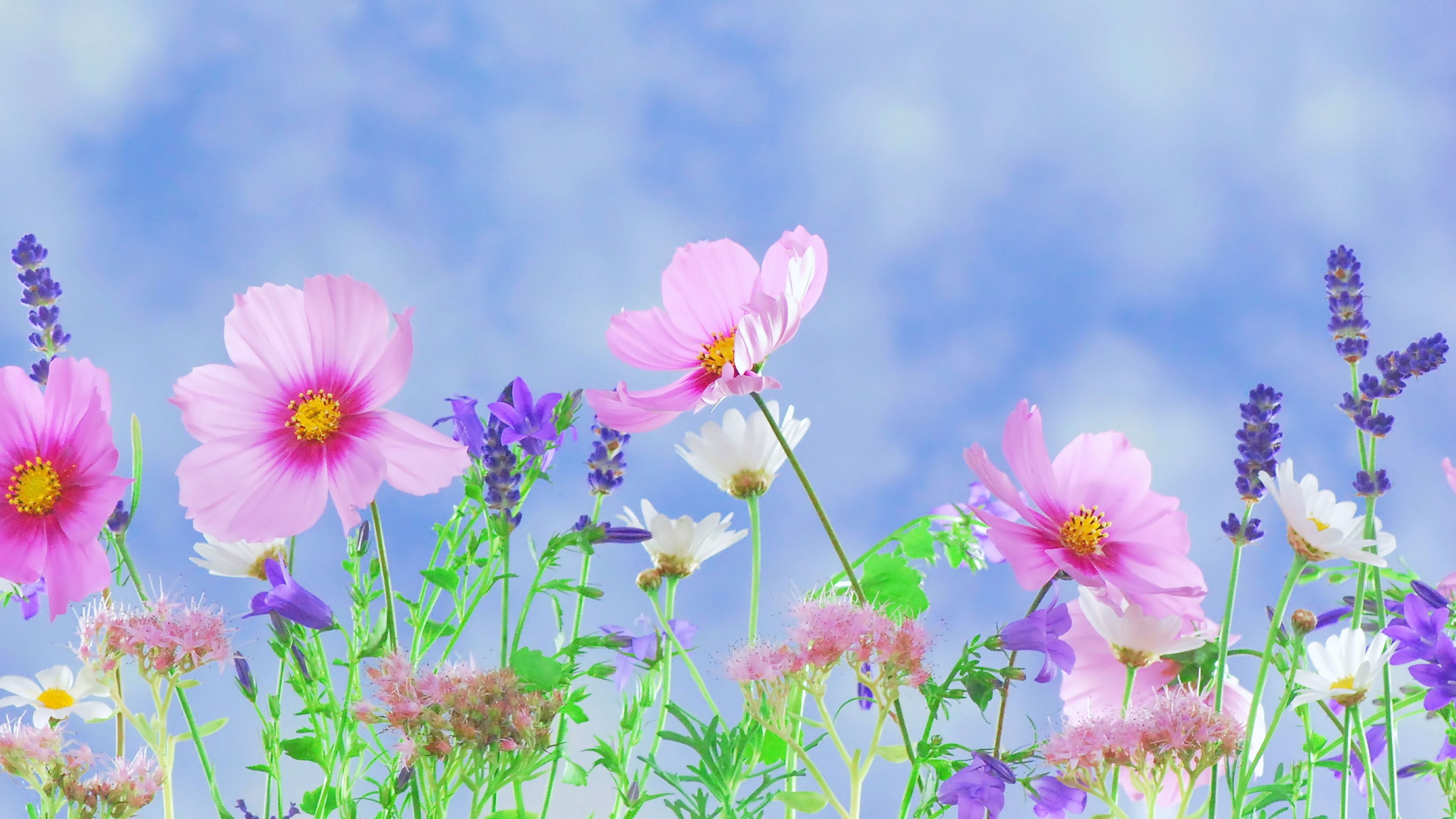 Fiori di campo rosa e viola, 3840x2160 4K Ultra HD, Desktop