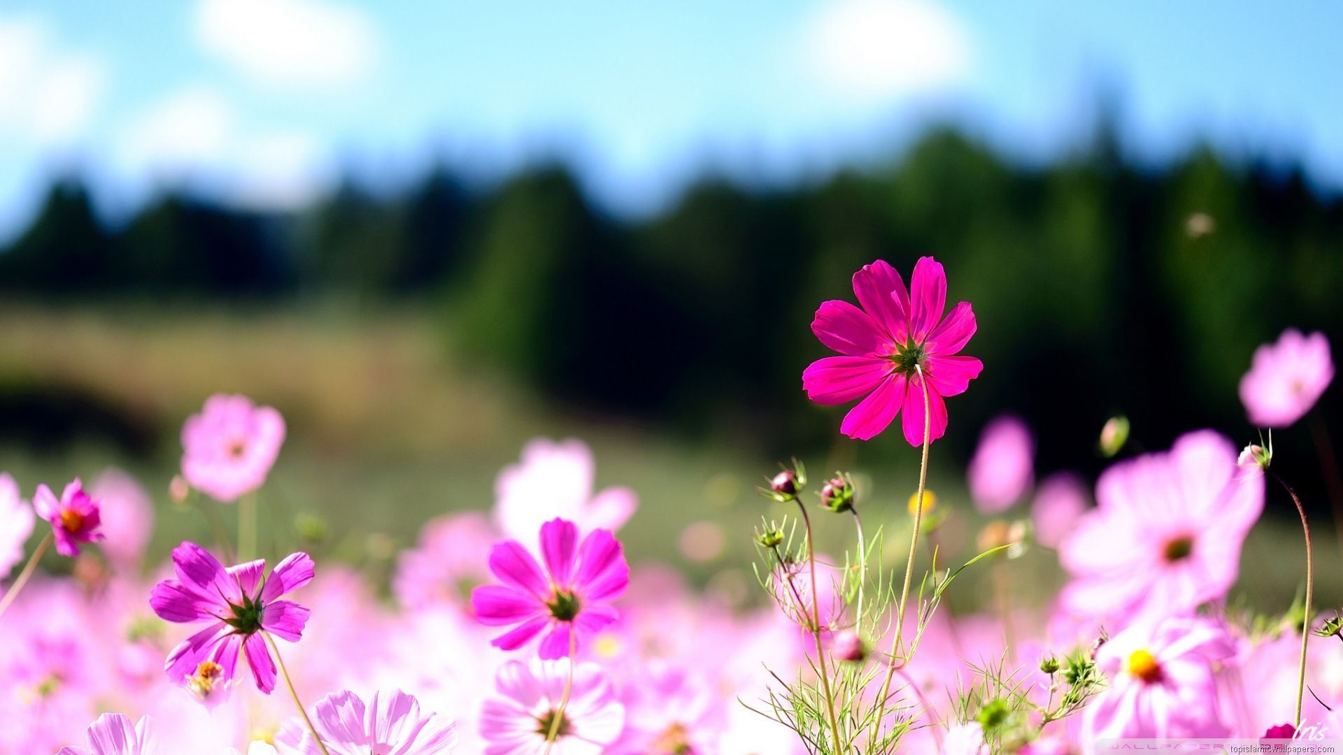 Fiori rosa in campo, 1920x1080 1080p, Desktop