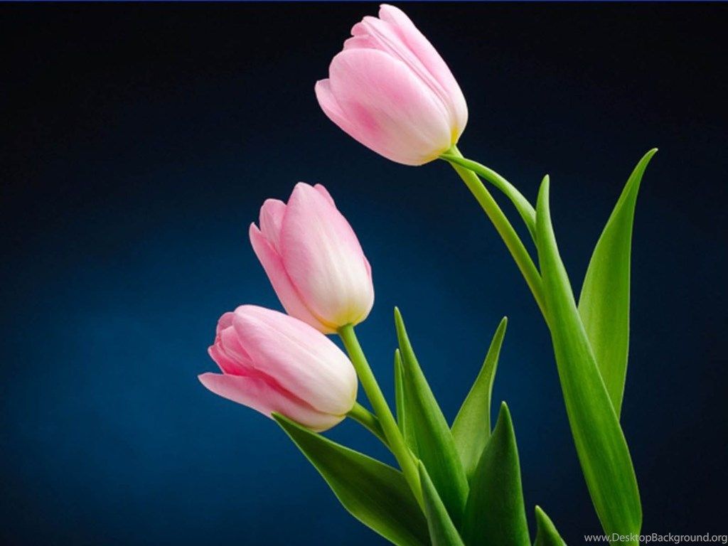 Tulipani rosa su sfondo blu, 1024x768 HD, PC
