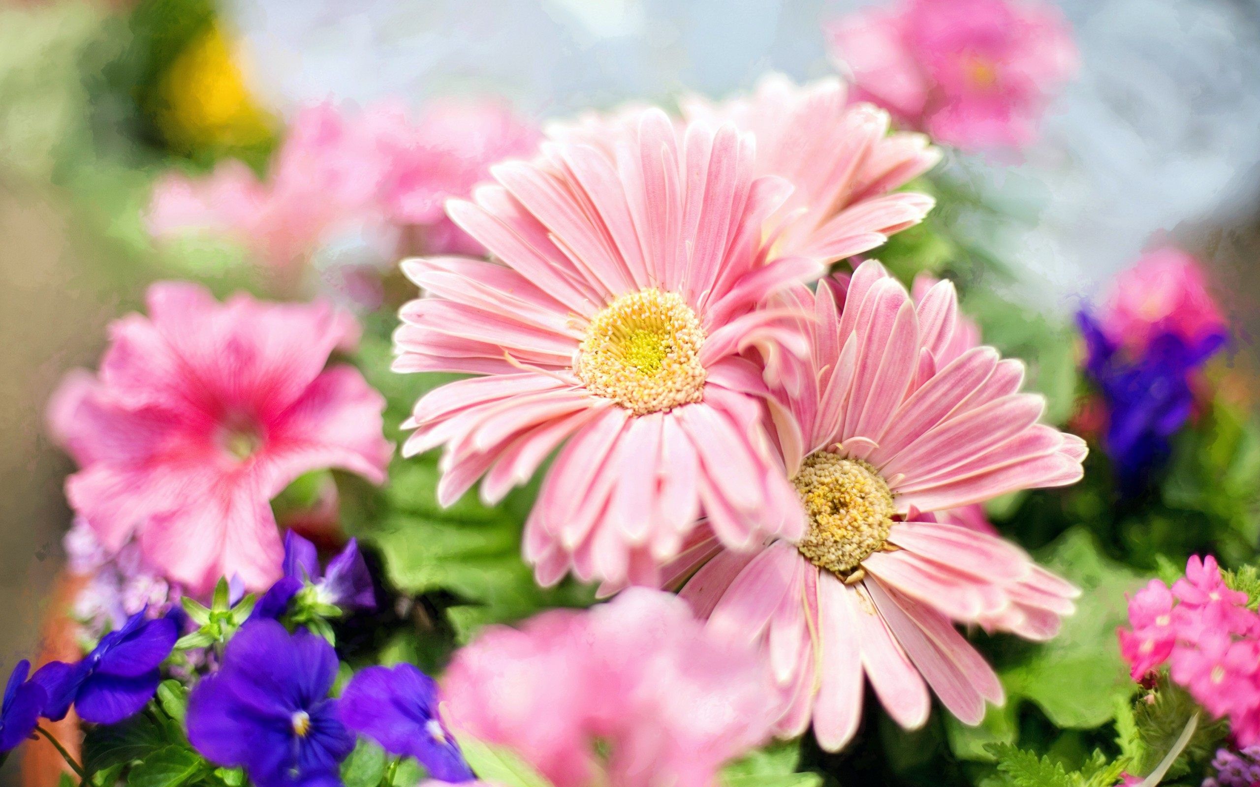 Gerbere rosa e viole, 2560x1600 WQXGA, Monitor Gaming