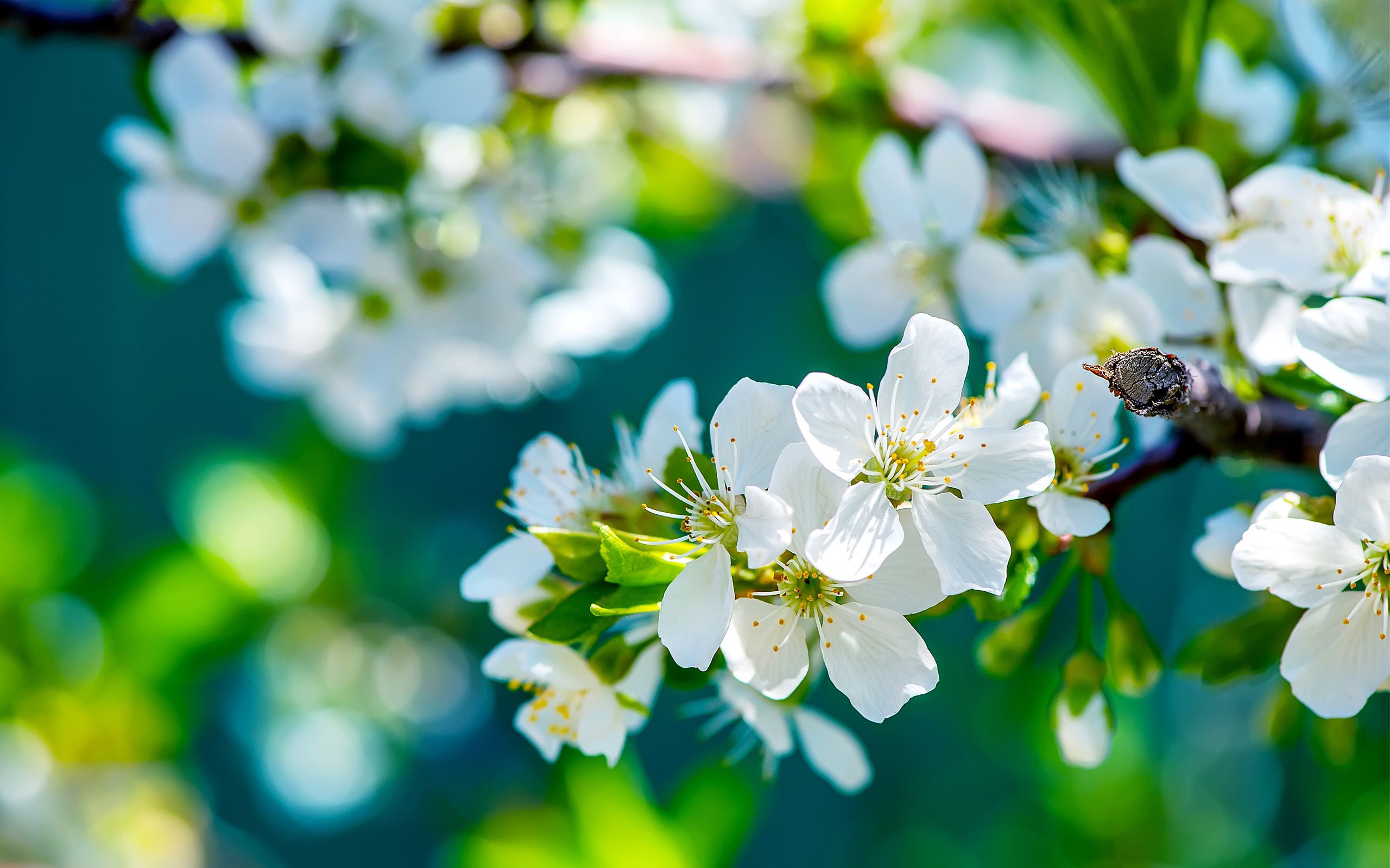 Fiori bianchi di ciliegio, 2560x1600 WQXGA, Desktop