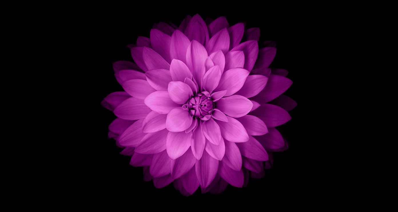Fiore viola su nero, 1392x744 720p, Monitor Gaming