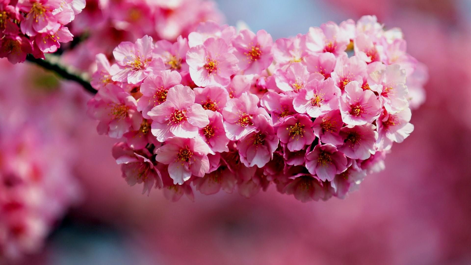 Fiori di ciliegio rosa, 1920x1080 Full HD, PC