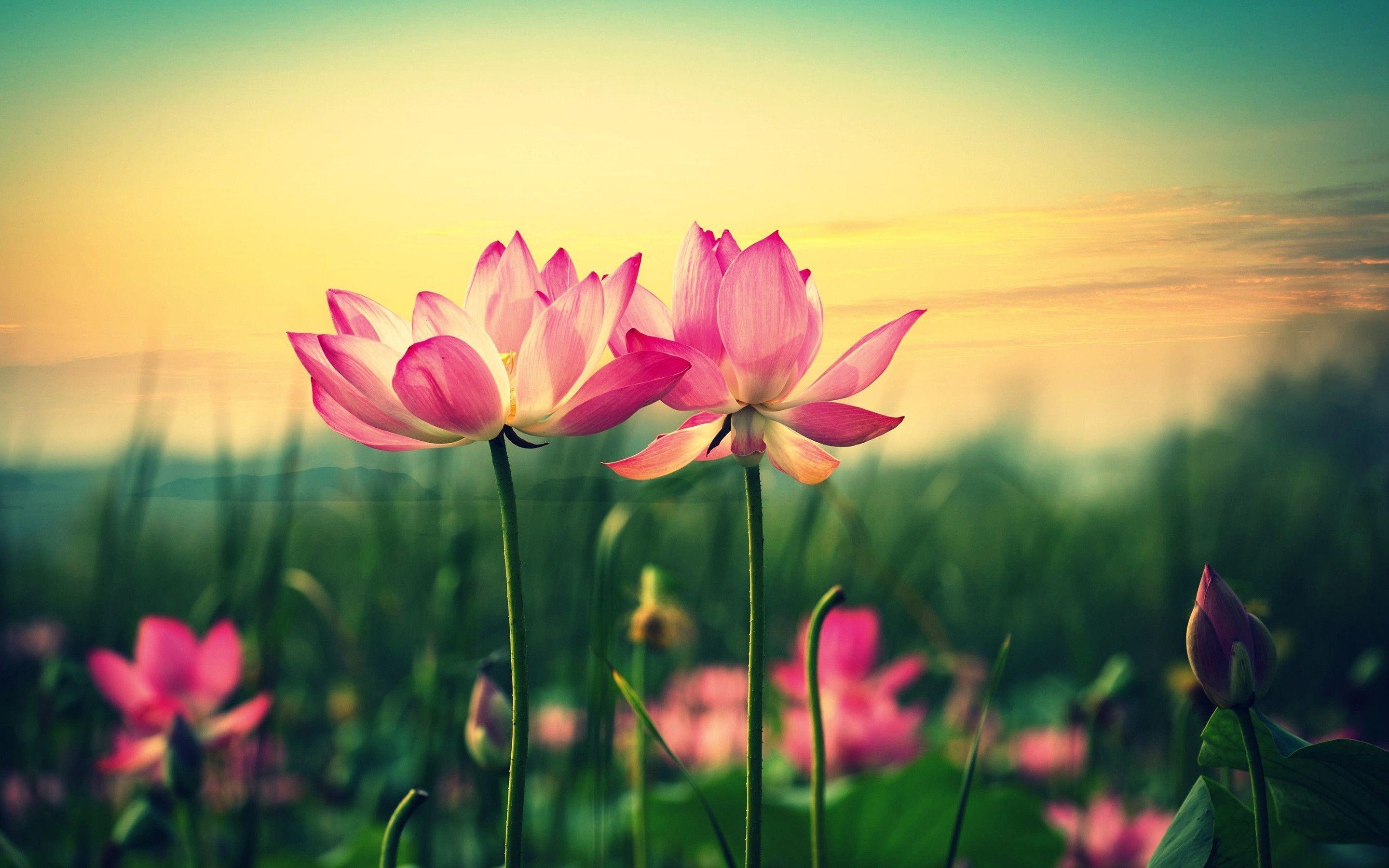 Fiori di loto rosa, 2880x1800 2K, Monitor Gaming