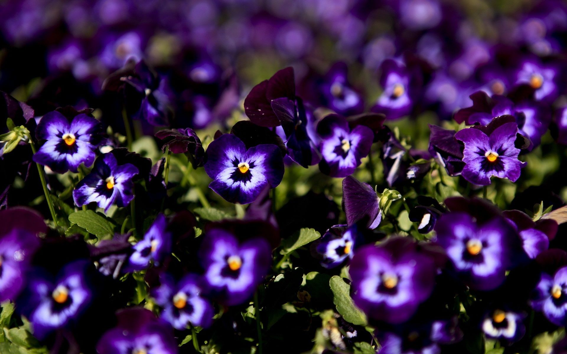 Viole del pensiero viola, 1920x1200 Full HD+, PC Desktop