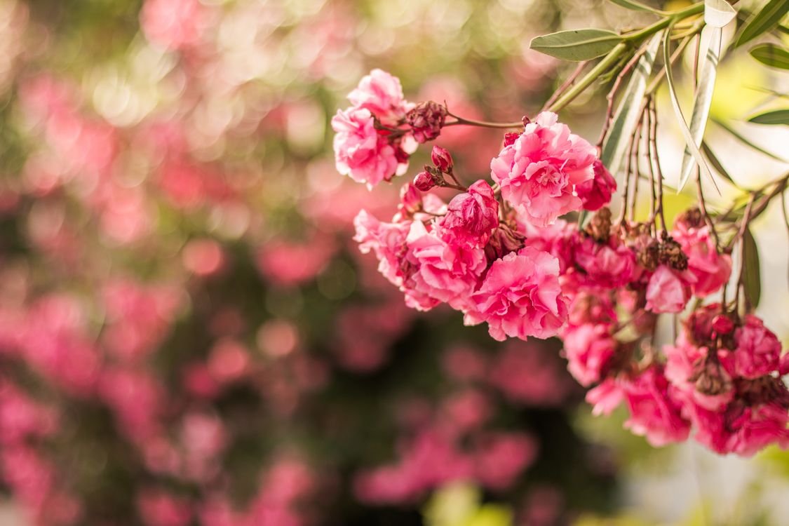 Fiori rosa su ramo, 1125x750 HD, PC