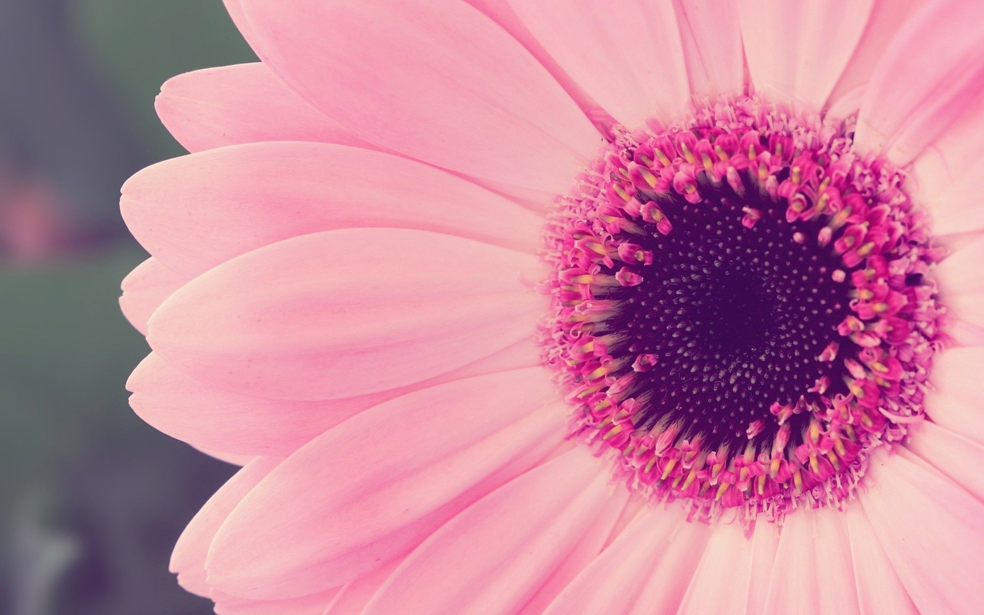 Fiore gerbera rosa macro, 1920x1200 Full HD+ WUXGA, Desktop
