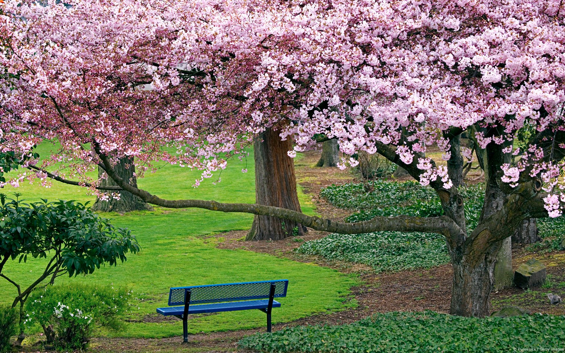 Panchina sotto ciliegi in fiore, 1920x1200 Full HD+, Monitor Gaming